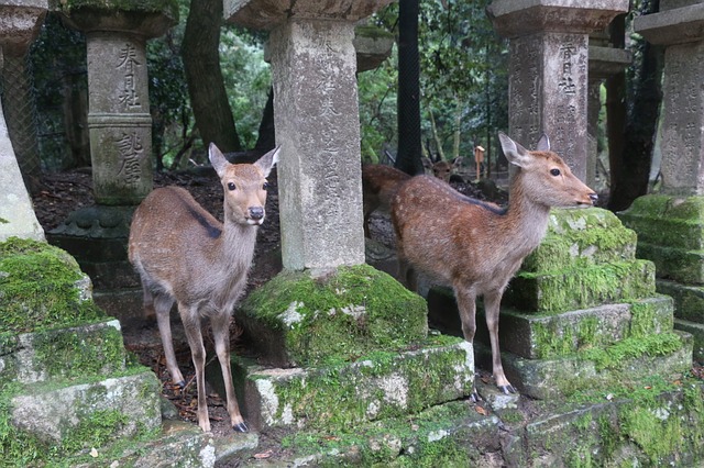 Meilleurs endroits à visiter au Japon : Nara