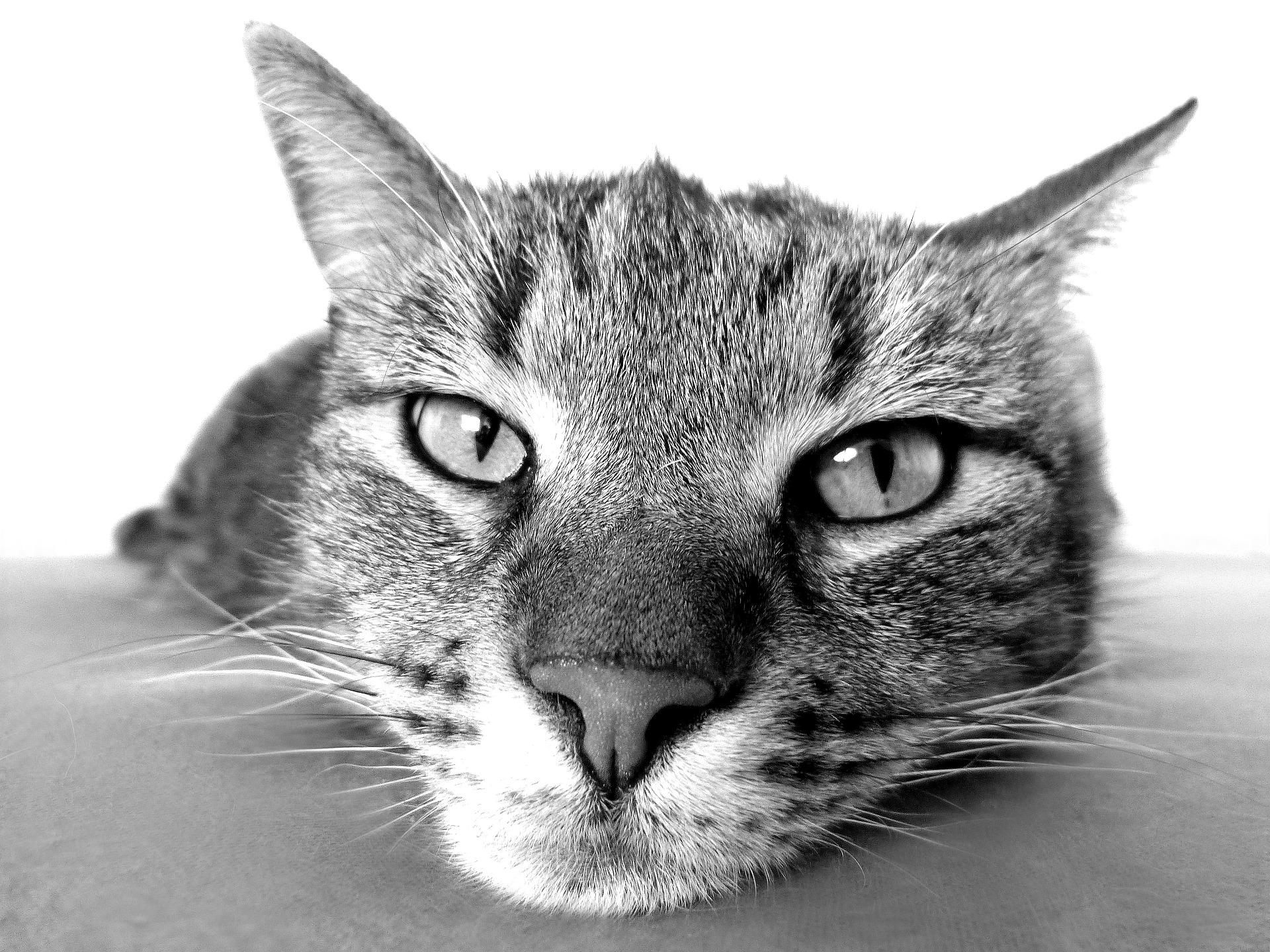Les 10 meilleures marques de croquettes pour chat